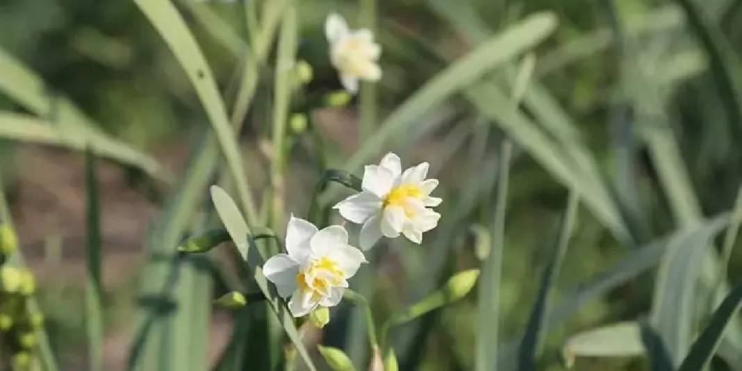 Alzheimer tedavisinin kritik maddesi: ‘Beyaz altın’ hasadı başladı! 5